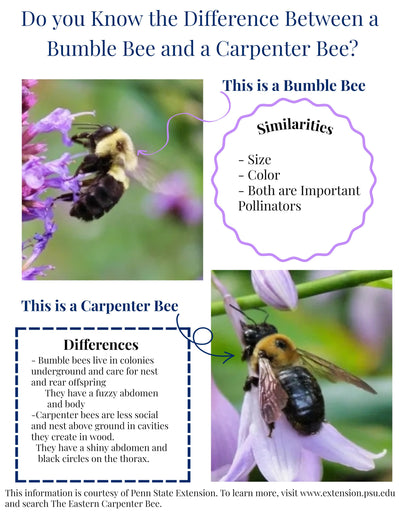 Similarities and Differences between Bumble Bees and Carpenter Bees.