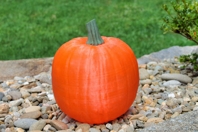 Lighted Pumpkin as a fall decoration