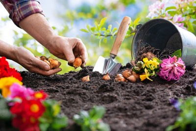 Garden Seeds and Planters From Harvest Array