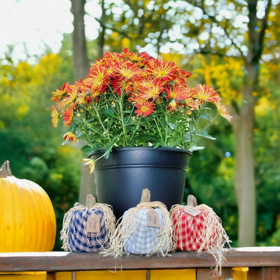 Handcrafted Plaid Fabric Pumpkins with Raffia on top on Harvest Array