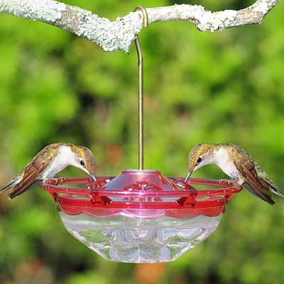 Aspects HummBlossom Hummingbird Feeder