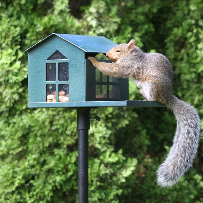 Green Food Pantry Squirrel Feeder