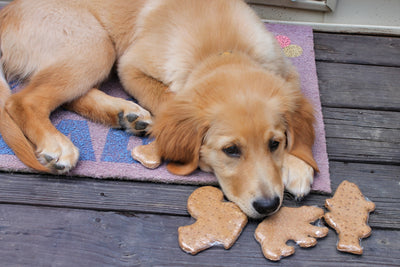 One Tied pup after a busy day of checking in all the treats