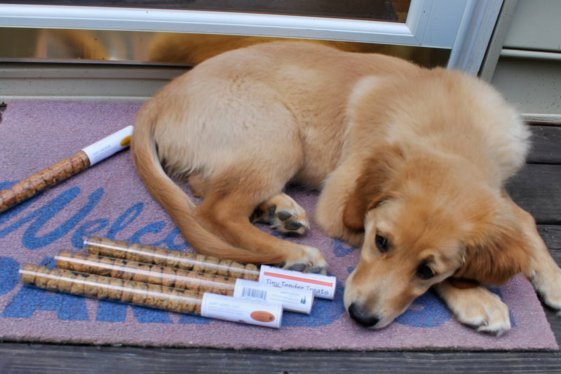 Geno is tired from testing the yummy Dog Treats all day