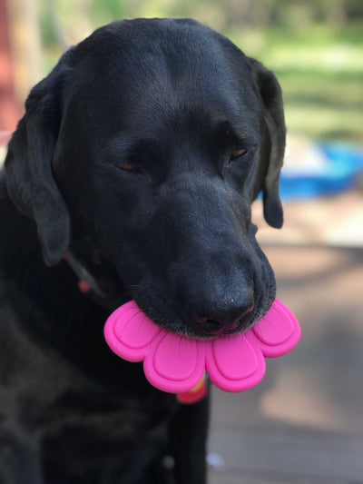 Lab Pup testing out the Pink Paw Dog Toy